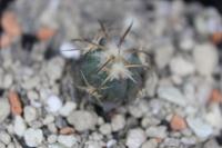Echinocactus horizonthalonius PD 97